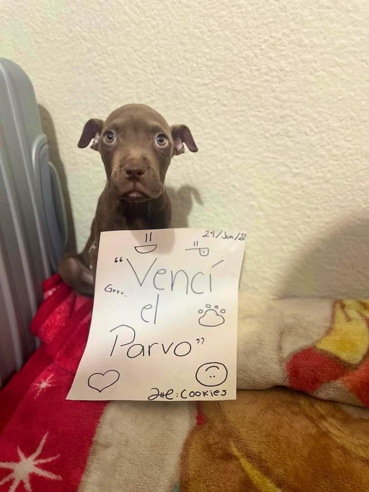 El Parvovirus, también llamado coloquialmente “La Parvo”, es una enfermedad infecciosa de tipo vírica, es grave y potencialmente letal.

Si sus perritos tienen los siguientes síntomas, probablemente estén contagiados: 

• Fiebre
• Vómitos 
• Diarrea (que suele ir acompañada de