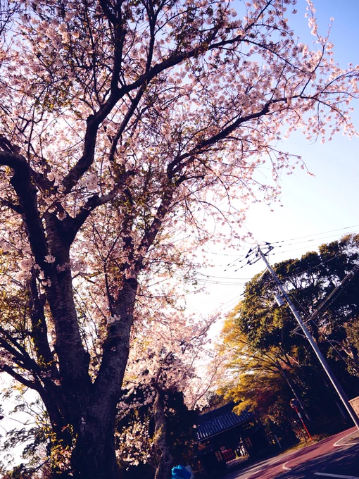 すだあんさん近くのお寺さんまで歩いて行って帰ってきた。地図ではわからない高低差が続いて良い運動になるよ( 