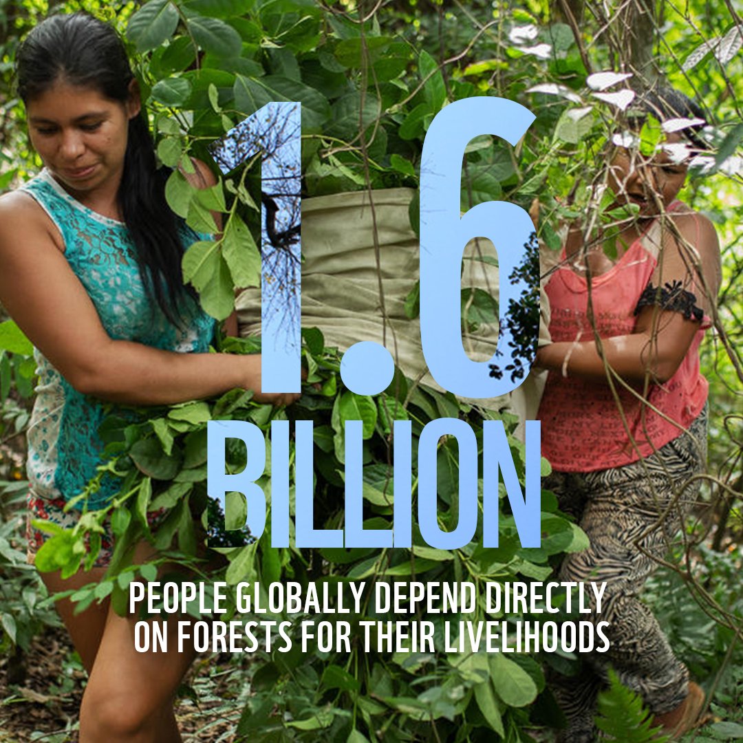 Forests are essential for #PeopleAndPlanet and here are 3 of the many reasons why we should keep them thriving:
🌳1.6 billion people are dependent on forests for livelihood
🌳Home to millions of species
🌳Keeps our climate stable
For more: panda.org/forests
Via <a href="/WWF_Kenya/">WWF-Kenya</a>