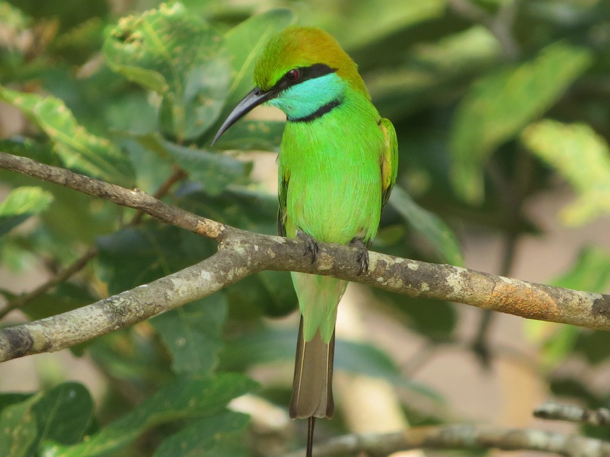 Forest Healing Sri Lanka tweet media