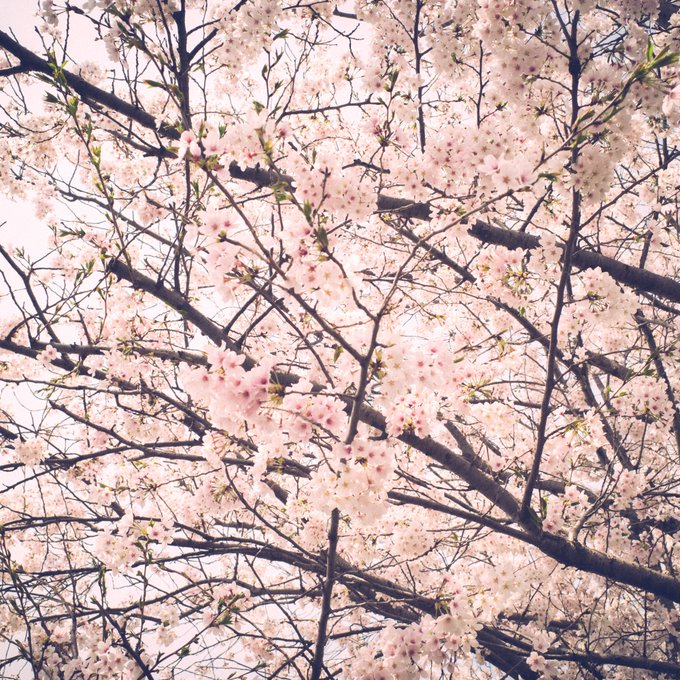 #エアスマプロお花見会参加できそうにないので、せめて陸地のラピュタから桜をお贈りします。 