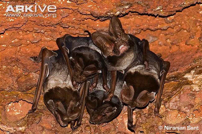 Wroughton's free-tailed bat (Otomops wroughtoni) is a critically endangered species found only in the Western Ghats of India.

(Photos Niranjan Sant)