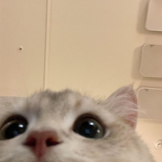 theNETFREAKS's tweet image. mau reborn boleh ga?🥺🥺🥺🥺🥺