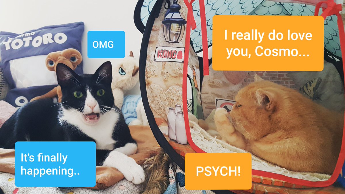 CosmicRubes's tweet photo. Trust no-one on #AprilFoolsDay 👀🙀
#funnycats #cats #kitty #april #weekendvibes #caturday #CatsOfTwitter https://t.co/2c9JKWZGY7