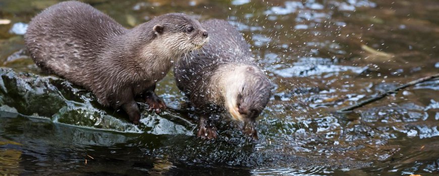 NatureTodayNL's tweet photo. De otter is terug in Nationaal Park de Biesbosch https://t.co/uw2qShvij8 https://t.co/SpSUqZhCkP