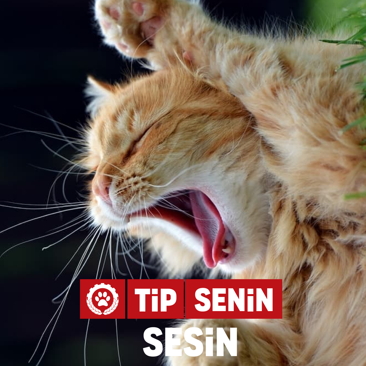 IsciPatisi's tweet photo. #TipSenin sesin! https://t.co/lbi5LWekW9