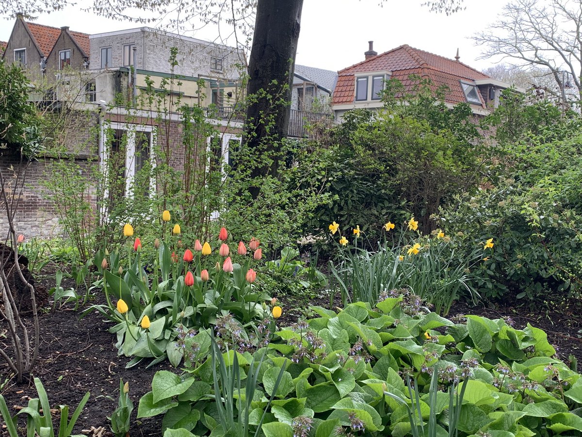 Ondanks het sombere weer straalt het Raoul Wallenbergplantsoen dankzij de omwonende bewoners. #gouda #binnenstad #wordikblijvan #bloembollen