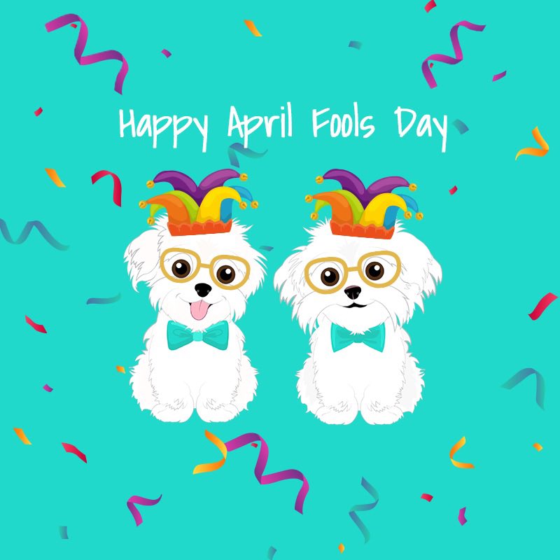 hammyandbrody's tweet photo. #AprilFoolsDay 😉 #AprilFoolsDay2023 🤪#partydogs 🥸 #hammyandbroy 🥳 https://t.co/j0tWv5IjRf
