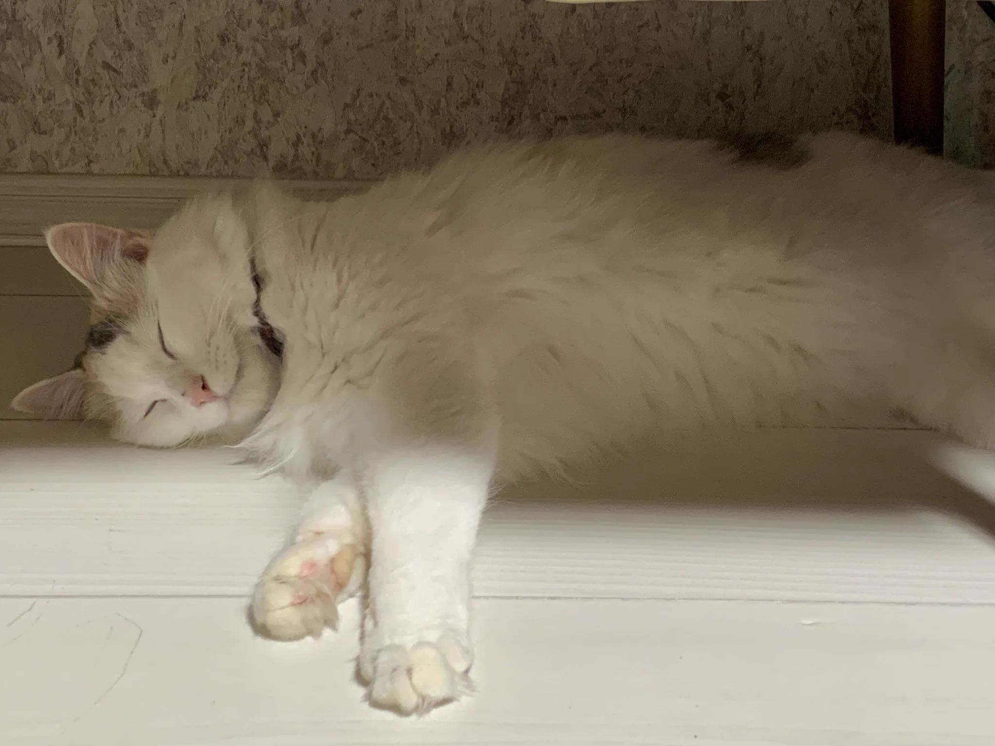 Reposts by 【公式】未来家系図つぐme (@tugume_official) / X
