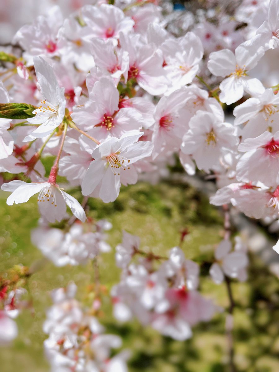 「さくらの下で一年分の息をしてきました。一年分の桜餅も食べたので2キロくらい太った」|末次由紀のイラスト