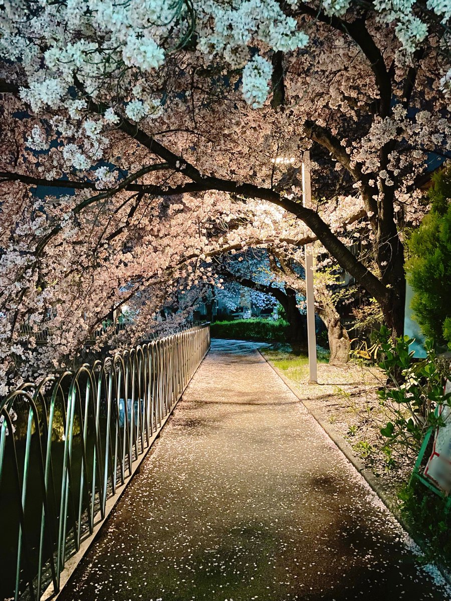 「めちゃ綺麗な桜のトンネルやった 」|愉月のイラスト