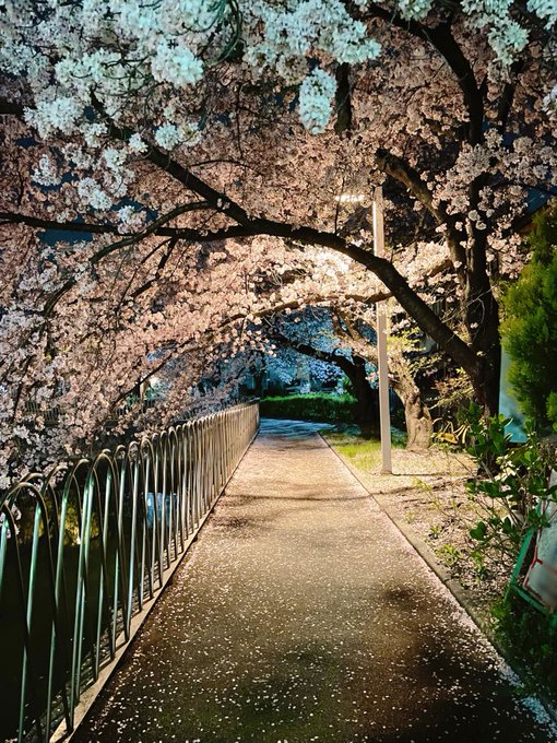 めちゃ綺麗な桜のトンネルやった 