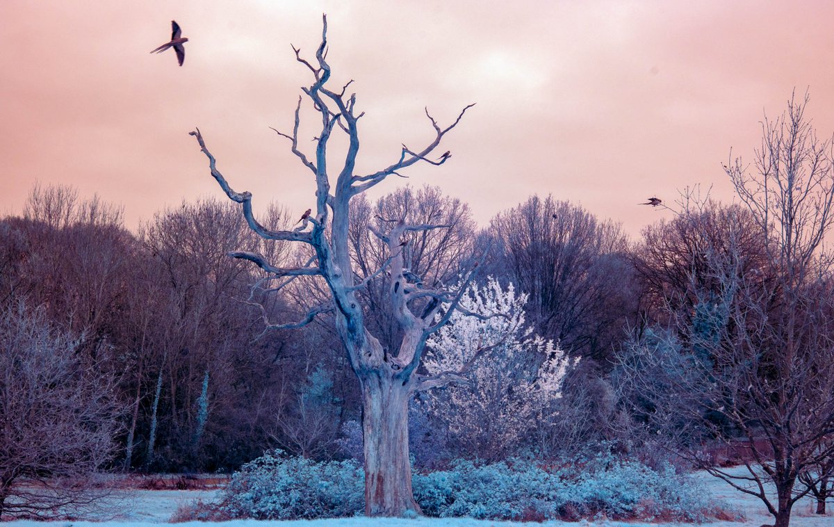 SeanGallagherLA's tweet photo. Hampstead Heath https://t.co/h2PT2nd35V