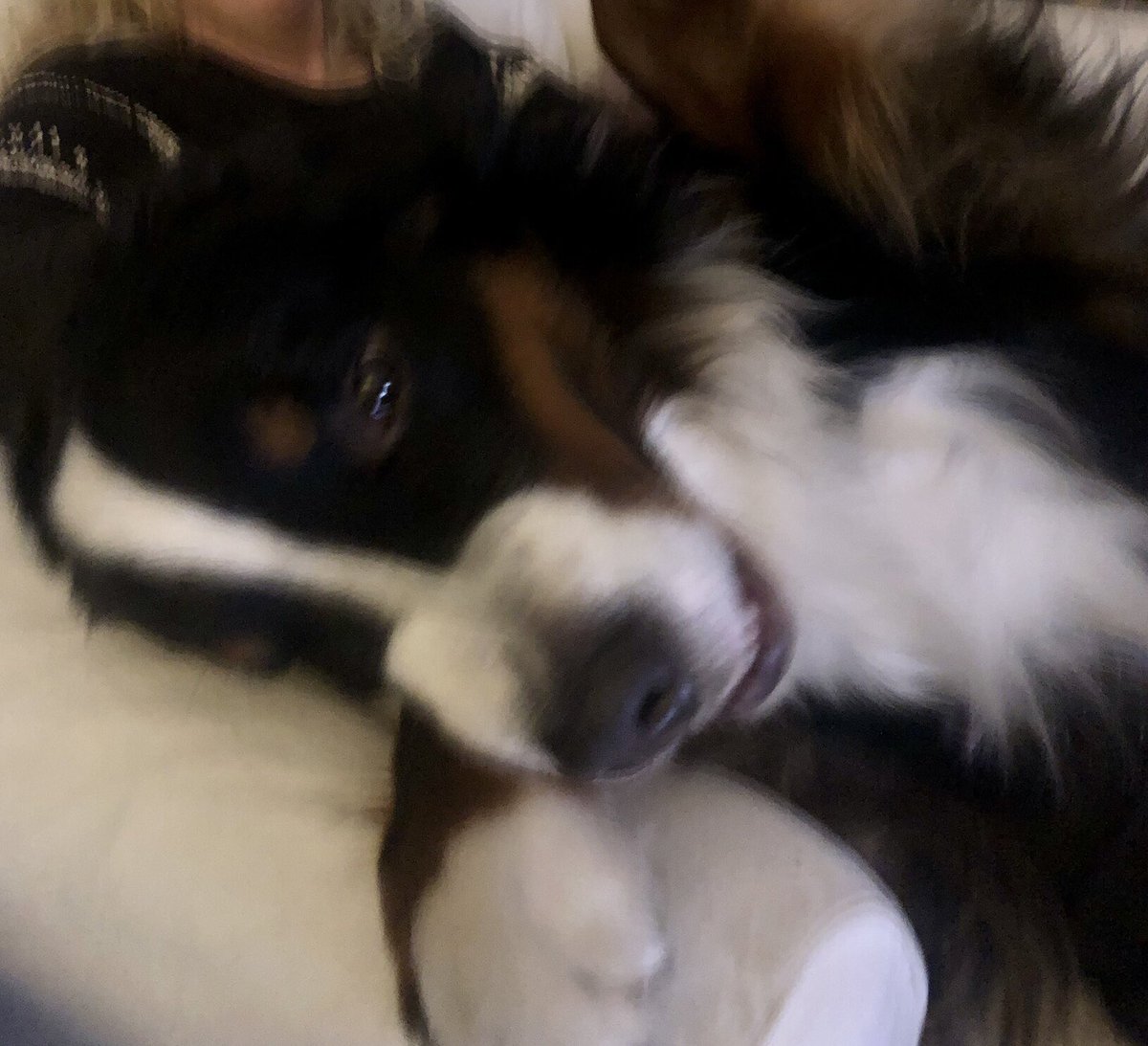 AlgotTheBerner 🇸🇪🇺🇦 tweet media