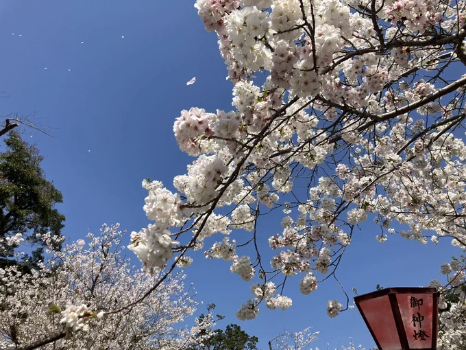 今日はみづゅきちと遊んでたよめちゃ良いお天気で気持ち良かったし楽しかった〜〜〜 