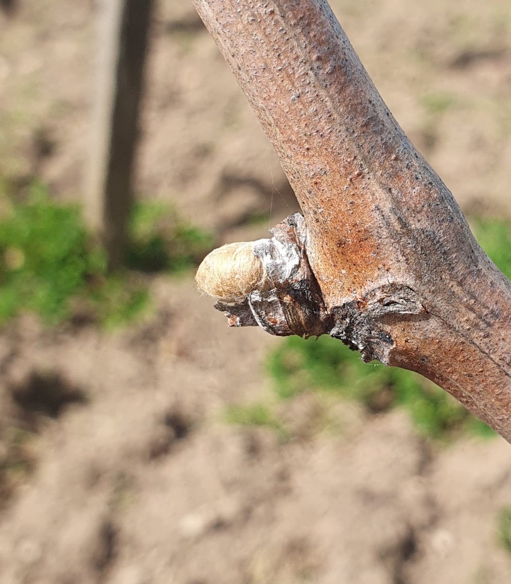 Xavier_Burg1's tweet photo. Une pointe verte est visible sur plus de 50% des bourgeons de Merlot : c'est le debourrement ✅️
Départ de la croissance de la vigne 🌱 mais aussi de la sensibilité au gel 🧊 et aux maladies 🍄
20% sur Cabernet sauvignon plus tardif ❌️ https://t.co/FXHsikSOM5