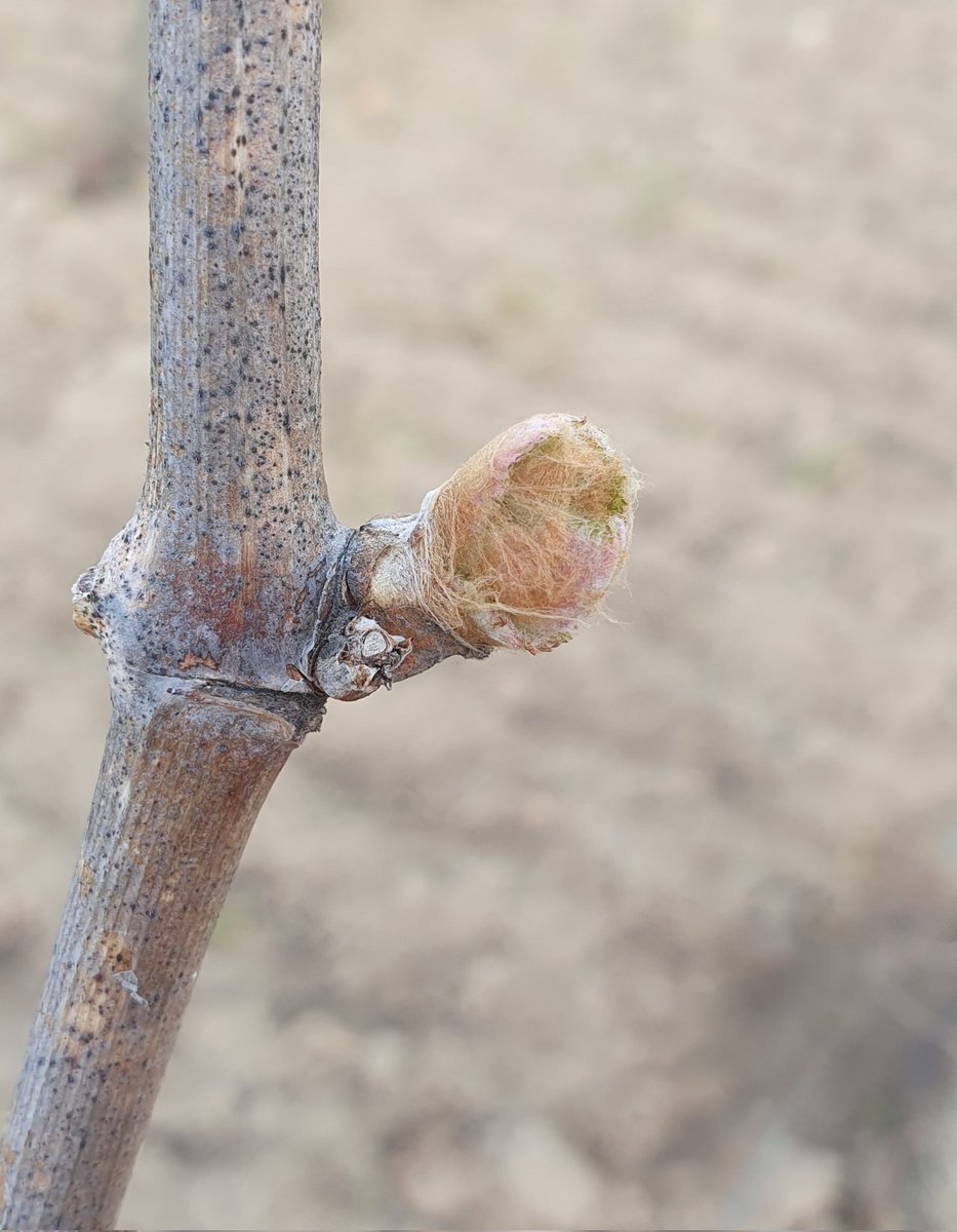 Xavier_Burg1's tweet photo. Une pointe verte est visible sur plus de 50% des bourgeons de Merlot : c'est le debourrement ✅️
Départ de la croissance de la vigne 🌱 mais aussi de la sensibilité au gel 🧊 et aux maladies 🍄
20% sur Cabernet sauvignon plus tardif ❌️ https://t.co/FXHsikSOM5