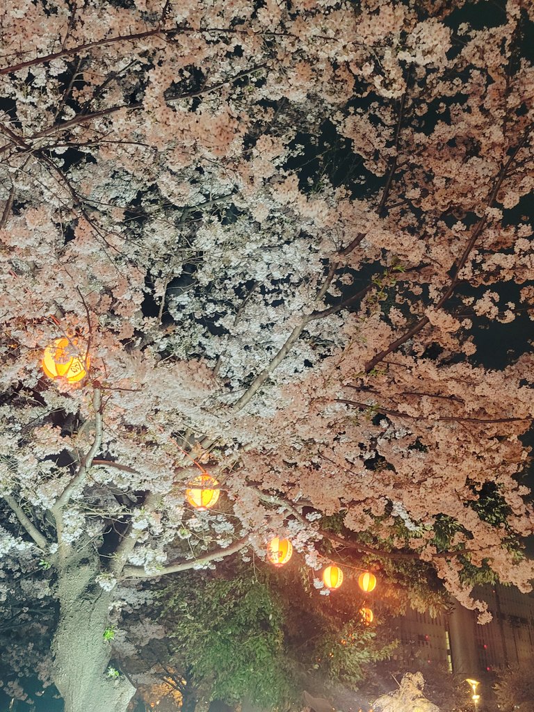 ギリギリ間に合ったかな？って感じの夜桜🌸
今年は雨続きで全然桜見れなかったな(´・ω・`)