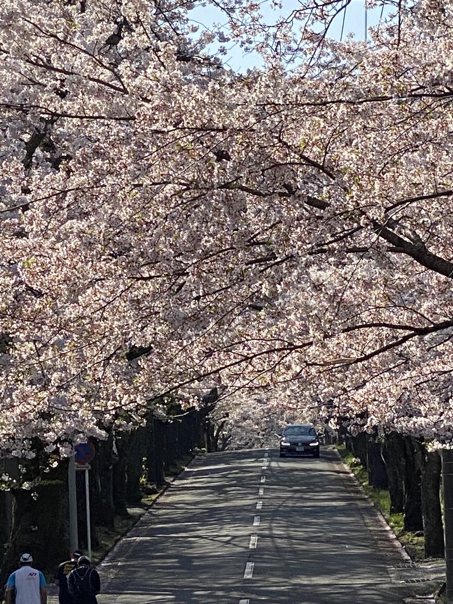 Mikacchi73's tweet photo. 叔母孝行で桜並木リベンジ🌸
#伊豆高原
#桜並木
#桜のトンネル https://t.co/l8exBlQF4d