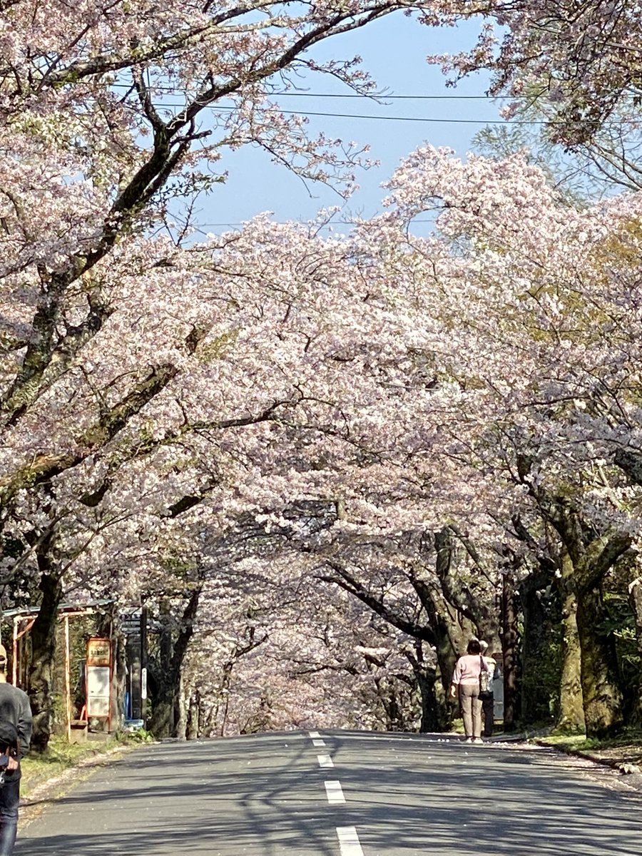 Mikacchi73's tweet photo. 叔母孝行で桜並木リベンジ🌸
#伊豆高原
#桜並木
#桜のトンネル https://t.co/l8exBlQF4d