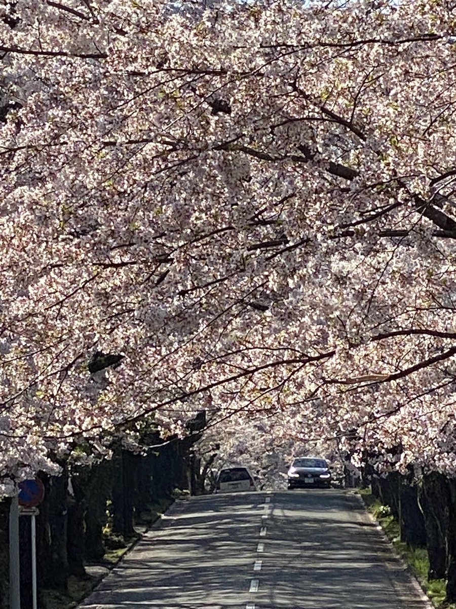 Mikacchi73's tweet photo. 叔母孝行で桜並木リベンジ🌸
#伊豆高原
#桜並木
#桜のトンネル https://t.co/l8exBlQF4d