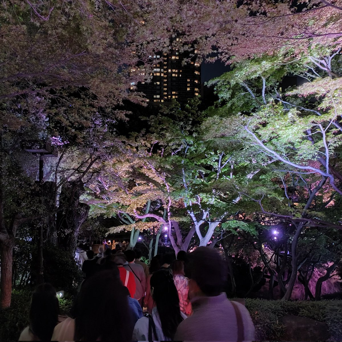 ppc_117's tweet photo. 八芳園の夜桜を見てきました。 https://t.co/nGaiuuadpr