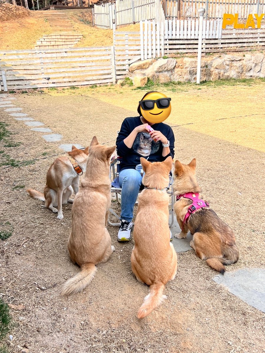 prometh77's tweet photo. 나 오늘 천국 갔다 왔잖아...
누렁이가 넷이라니 거긴 천국이었서... https://t.co/WqeU5DSnT5