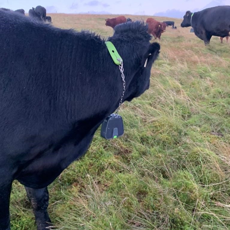 Are you interested in Virtual Fencing and to hear how it is being used? Then check out this case study that explains how David Whiteford of Maxwelston Farm, South Ayrshire has used virtual fencing to improve his business. 
fas.scot/news/virtual-f…