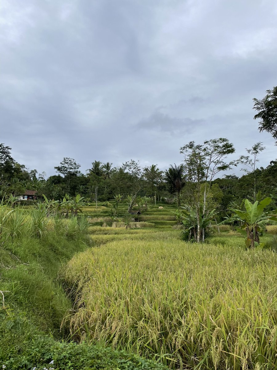 Perfect weather for exploring the area around <a href="/CikanangaF/">Yayasan Cikananga Konservasi Terpadu</a> with our vet Wahyu. Pleased to see a sign saying that hunting birds is not permitted. Walking/hiking isn’t really something people do here, there were lots of ‘jalan-jalan’ comments from people we passed 😊. #Indonesia