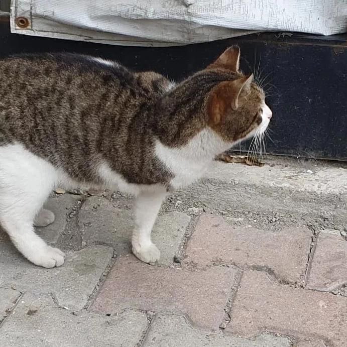 masum_gozler's tweet photo. İstanbul. Aylardır sokaklarda kolu olmadan yaşıyor,çöplerde yiyeck arıyor.Evcilleştirilip sonra sokağa atılan bir kız kısır yaşı bilinmiyor.Yaşadığı onca şeye rağmen insanlara küsmemiş göbek açan sev beni diyen sakin,yumoş kıza yuva arıyorm
İnstagram:@engellicanlarayuvaariyorum https://t.co/jLv8RdGVxt