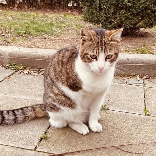 masum_gozler's tweet photo. İstanbul. Aylardır sokaklarda kolu olmadan yaşıyor,çöplerde yiyeck arıyor.Evcilleştirilip sonra sokağa atılan bir kız kısır yaşı bilinmiyor.Yaşadığı onca şeye rağmen insanlara küsmemiş göbek açan sev beni diyen sakin,yumoş kıza yuva arıyorm
İnstagram:@engellicanlarayuvaariyorum https://t.co/jLv8RdGVxt