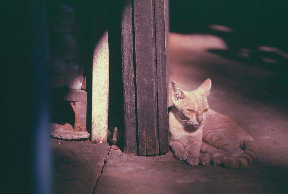 Vanont Ruk tweet media