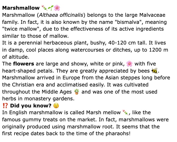 pollinaction's tweet photo. Marshmallow 🍡🌱🌸
Marshmallow (Althaea officinalis) is also known by the name "bismalva", meaning "twice mallow", due to the effectiveness of its active ingredients: read the sheet!
#LIFEprogramme #Althaea #Marshmallow #pollinators #bees https://t.co/jamewx8PVW