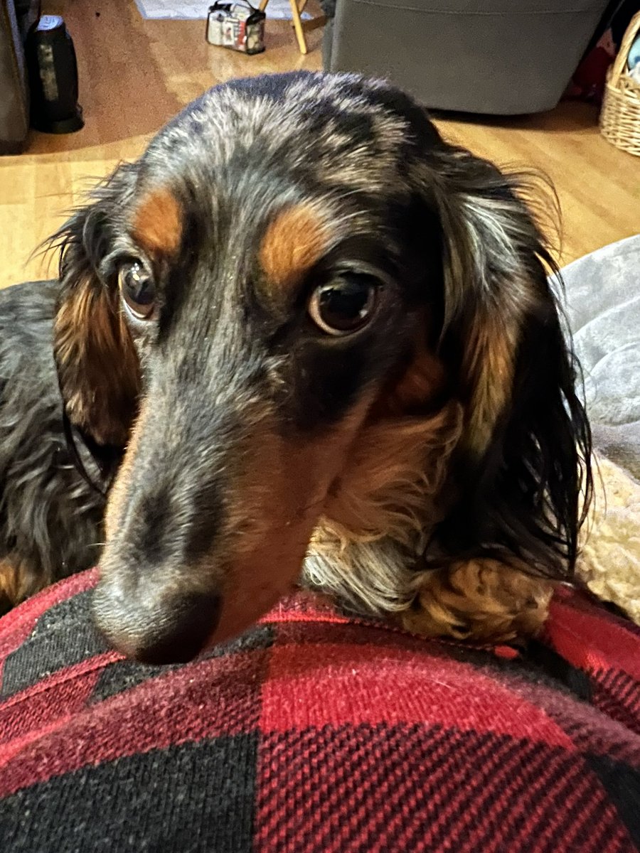 peggy366's tweet photo. @Dachshu66887502 Franklin https://t.co/Jz0dS70ulL