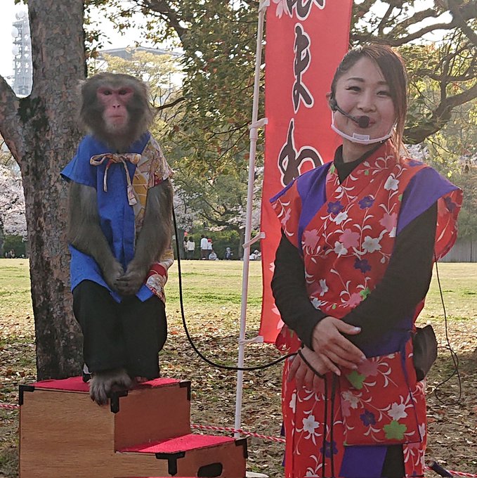 ようやくお会いできたコンビ「三和音」のハヤテくん🐵💕暑さも少し和らいだ時間だったけど、西日☀️との戦いの観覧。＃猿まわし