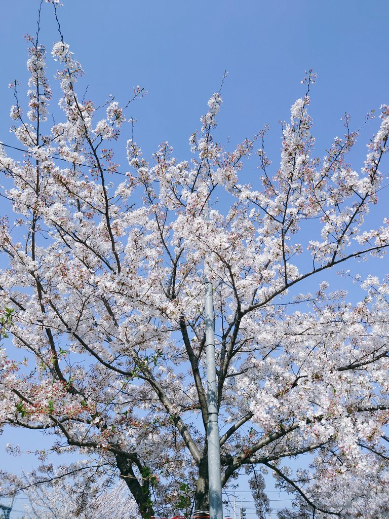 pirorinch's tweet image. ピークはすぎてましたが...