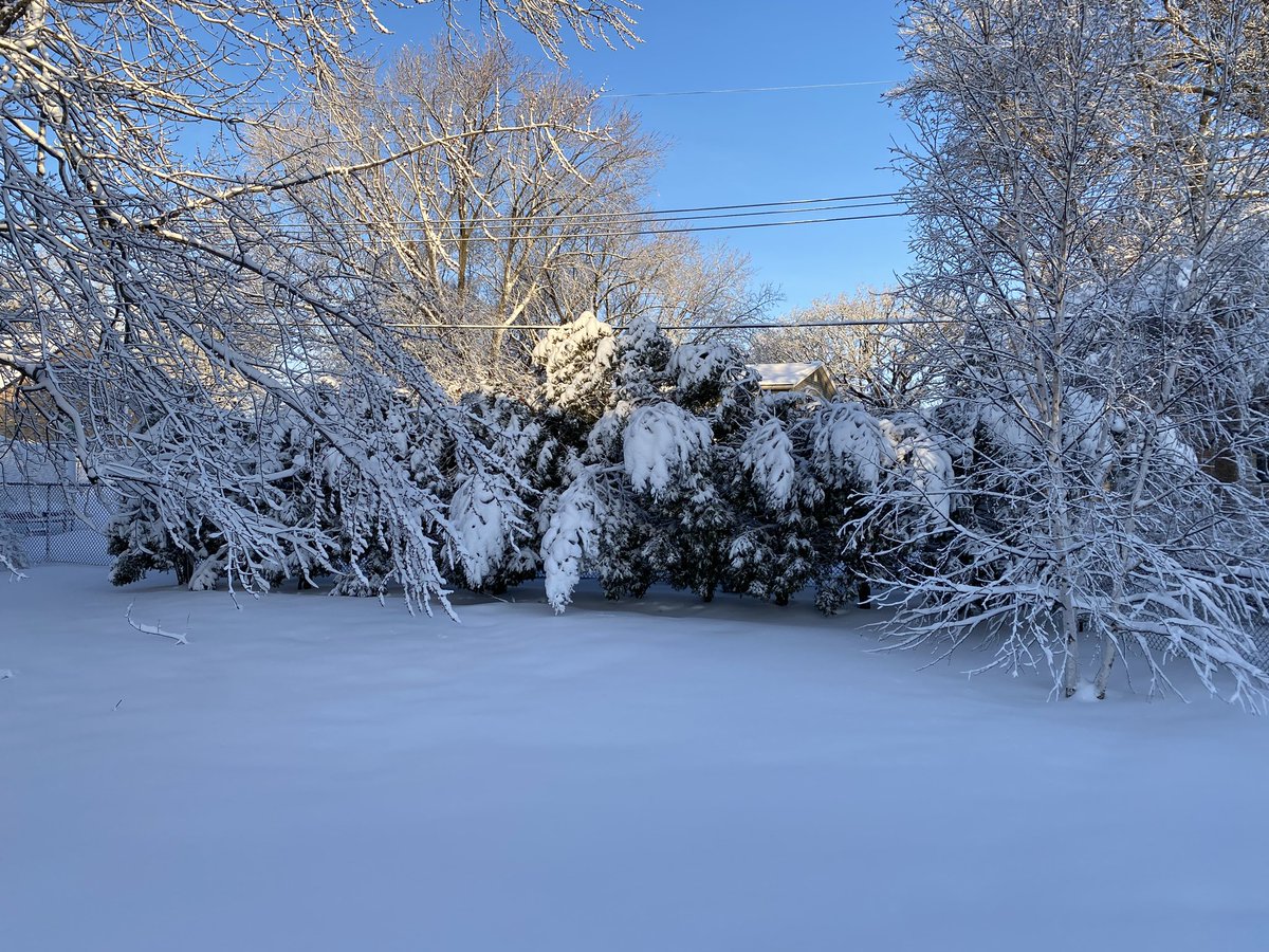 c_helmstetter's tweet photo. Now that the sun is up I can see that even my trees are tired from all of this snow
#arborvitae #AprilFoolsBlizzard #mnwx https://t.co/W8Snb5WHCM