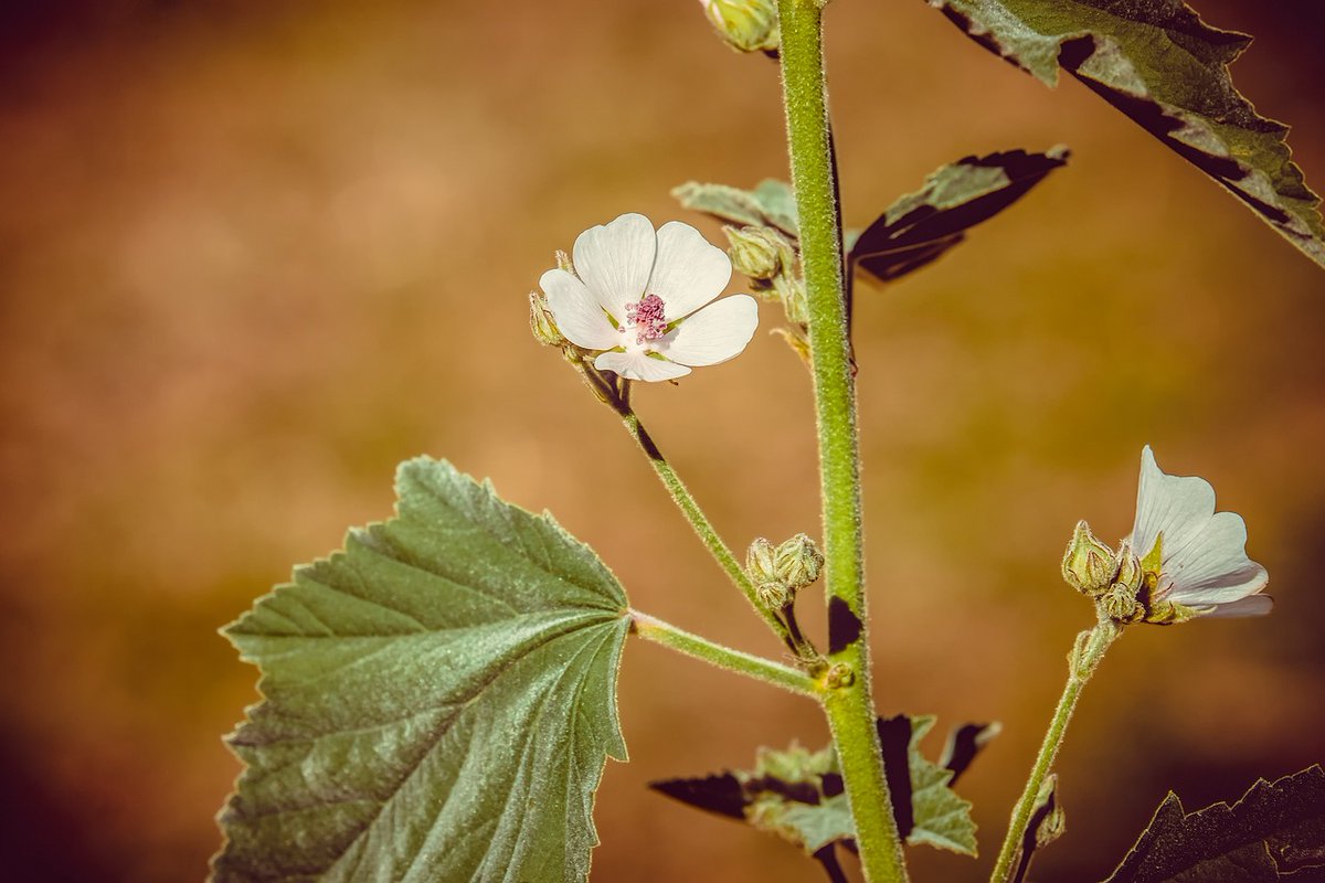 pollinaction's tweet photo. Marshmallow 🍡🌱🌸
Marshmallow (Althaea officinalis) is also known by the name "bismalva", meaning "twice mallow", due to the effectiveness of its active ingredients: read the sheet!
#LIFEprogramme #Althaea #Marshmallow #pollinators #bees https://t.co/jamewx8PVW