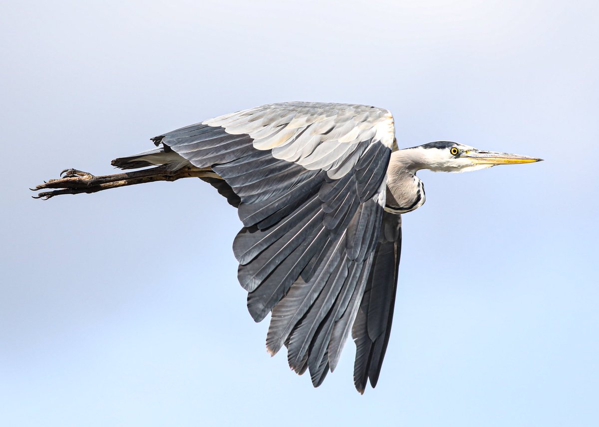 Jeff’s Wildlife Photography tweet media