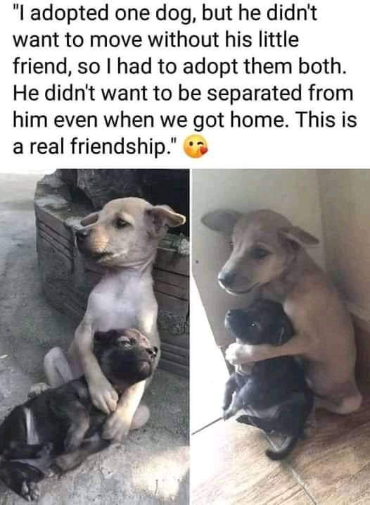thehappydog_'s tweet photo. Thank you for your kind heart 👏❤ https://t.co/izaYp6sHcM