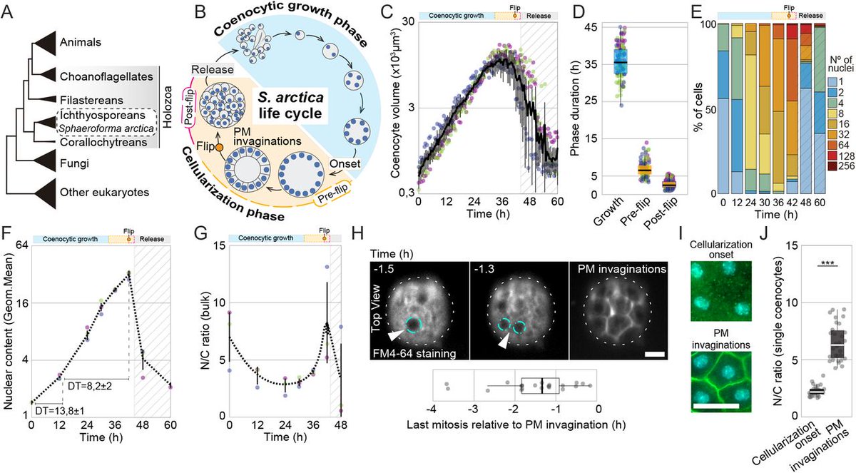protistologists's tweet photo. The nuclear-to-cytoplasmic ratio drives #cellularization in the close animal relative #Sphaeroforma arctica https://t.co/2bIRJdsRDR #protists #multicellularity https://t.co/ZmJz1zp7x7
