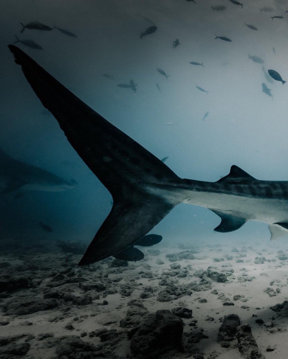 AtaraxisFvm's tweet photo. Hundreds or more tiger sharks are regular visitors to the waters around Fuvahmulah, making it home of the largest concentration of tiger sharks on the planet.
#visitfuvahmulah #maldives #fuvahmulah #tigersharks #ataraxisfuvahmulah #ataraxis https://t.co/jxaIEJJ10p