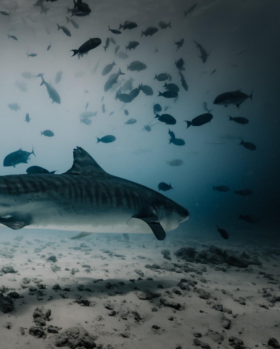 AtaraxisFvm's tweet photo. Hundreds or more tiger sharks are regular visitors to the waters around Fuvahmulah, making it home of the largest concentration of tiger sharks on the planet.
#visitfuvahmulah #maldives #fuvahmulah #tigersharks #ataraxisfuvahmulah #ataraxis https://t.co/jxaIEJJ10p