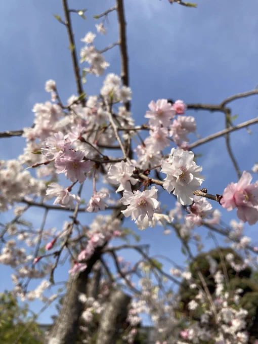 美容院行って、お花見ついでに毒展行って、美味いものを食べました 