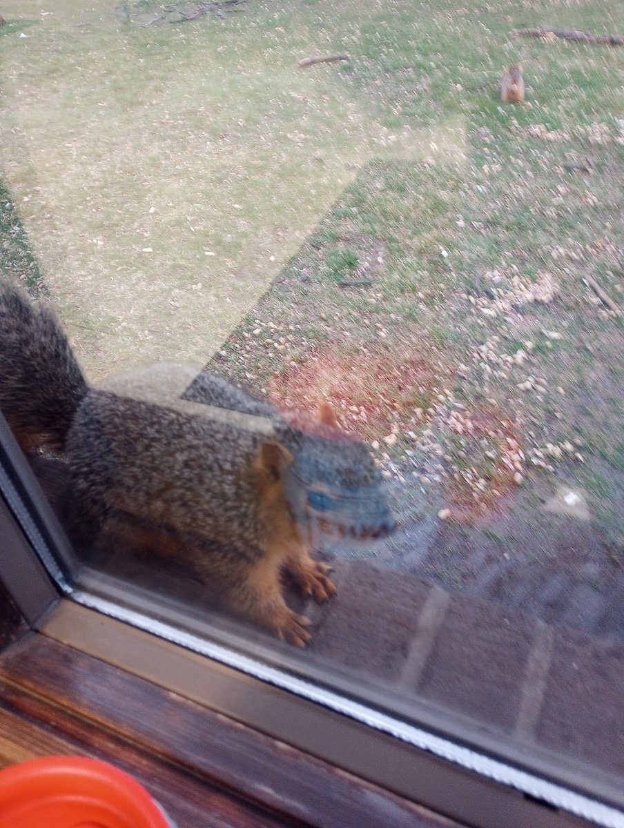 NathanPH586's tweet photo. Close encounters of the squirrel kind! https://t.co/mtSnsQLEmV