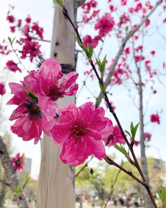 お花 