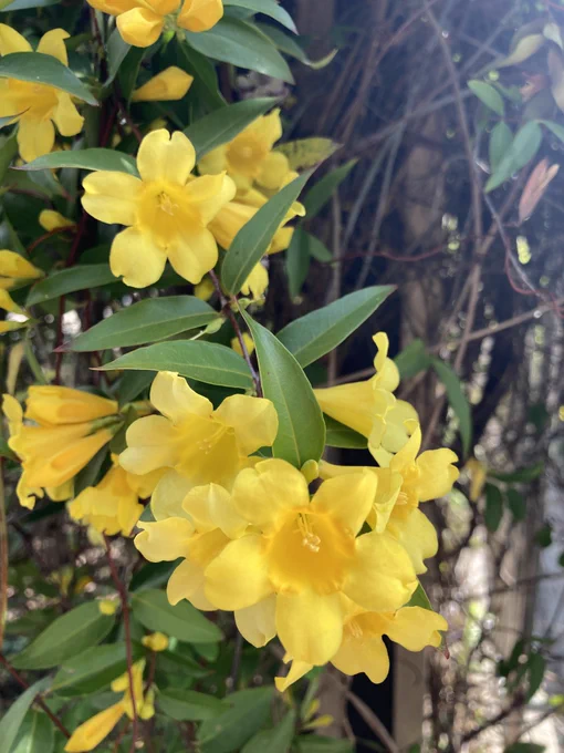 お花 