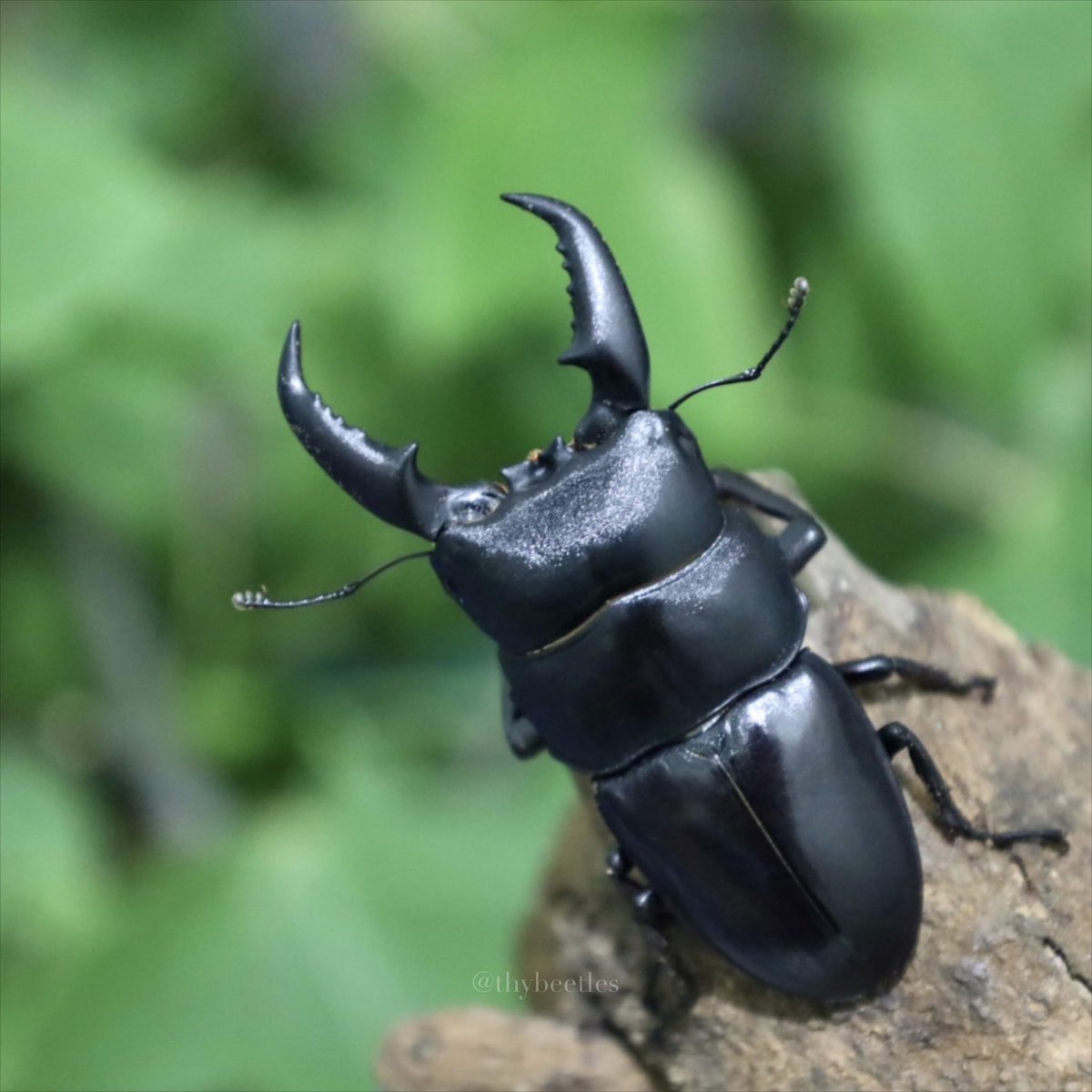 THYbeetles's tweet photo. Dorcus titanus sika 
台灣扁鍬形蟲
-
花蓮｜壽豐（Shoufeng Township） https://t.co/GFEZbkR020