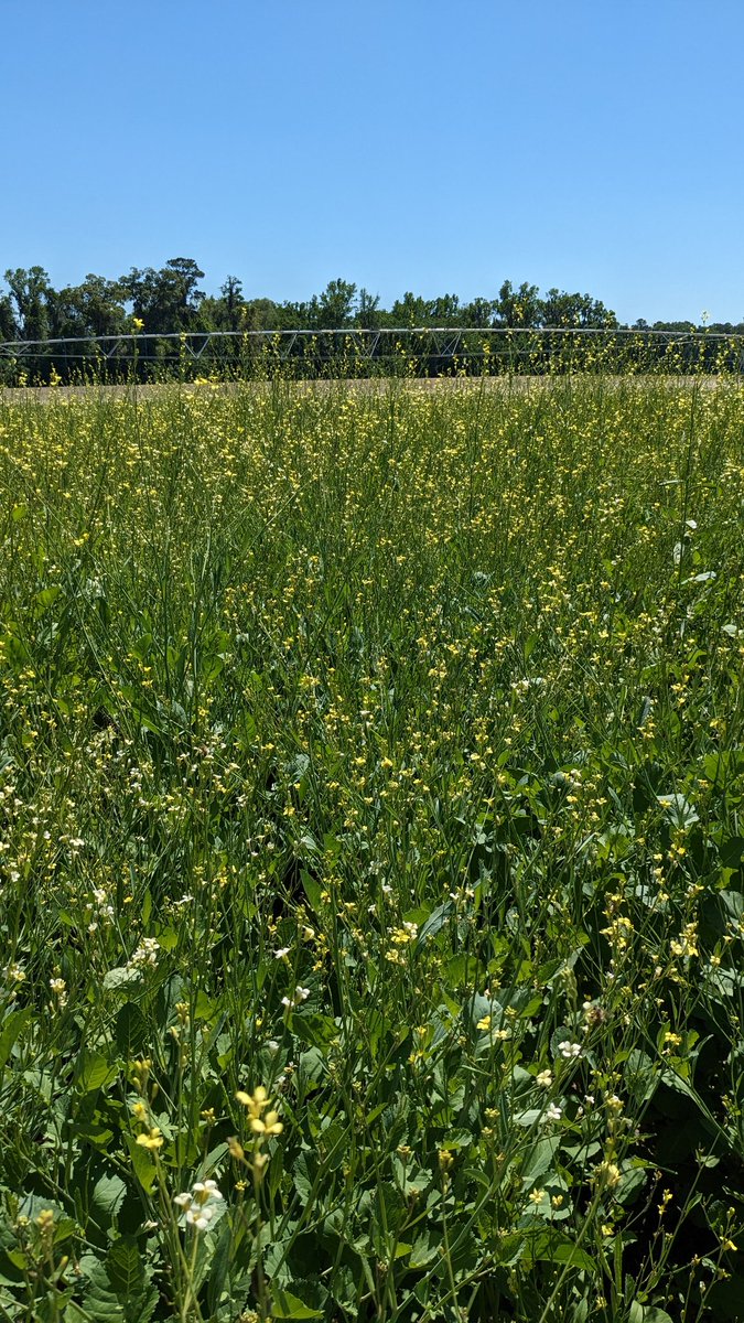 UFcropnematodes's tweet photo. Assessing peanut root knot nematode infection in a trial comparing carinata and other winter practices @nfrec_sv. (Trial led by @IanMSmall1 group.)

Seeing some small galls (indicating some infection) on carinata. Nematode counts will be provide more quantative info. https://t.co/akbgwfRcE5
