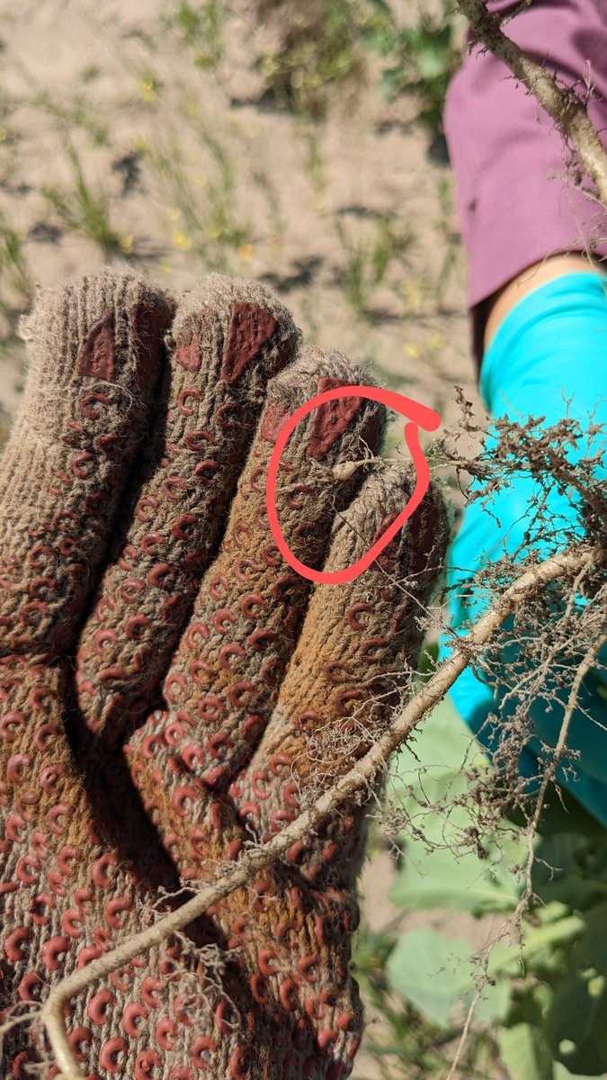 UFcropnematodes's tweet photo. Assessing peanut root knot nematode infection in a trial comparing carinata and other winter practices @nfrec_sv. (Trial led by @IanMSmall1 group.)

Seeing some small galls (indicating some infection) on carinata. Nematode counts will be provide more quantative info. https://t.co/akbgwfRcE5